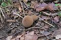 lycoperdon scuro